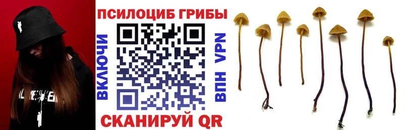 Купить закладки Владикавказ Галлюциногенные грибы Cubensis